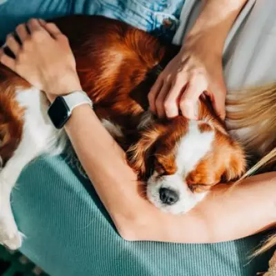 Dog Trainer Reveals Simple Method to Curb Needy Canine Behaviour