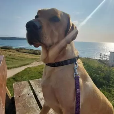 Dog Uncovers Victorian Poison Bottle Linked to 160-Year-Old Murder Case