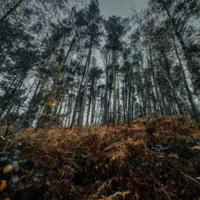 Eagle Owl Spotted Living Wild in UK Woodland for Three Years