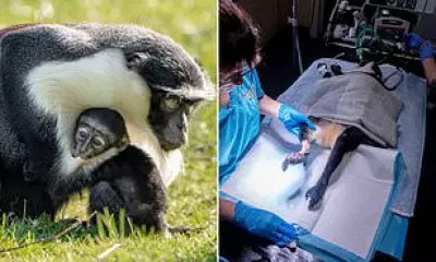 Endangered Monkey Saved from Amputation Welcomes 'Dinky' Baby at Chester Zoo