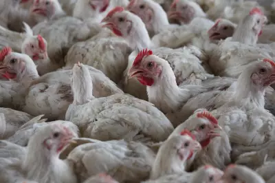 Europe's First Human Case of H9N2 Bird Flu Detected in Italy