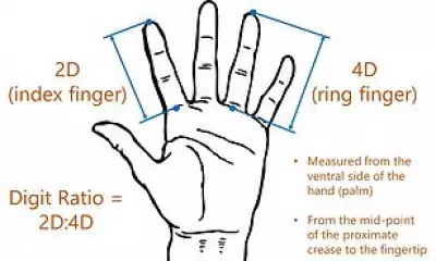 Finger Length Study Reveals Potential Link to Sexual Orientation