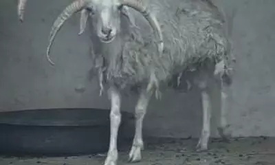 Four-Horned Sheep Becomes Viral Sensation at Remote Chinese Zoo