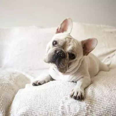 Four Low-Maintenance Dog Breeds Ideal for Busy Owners and Small Homes