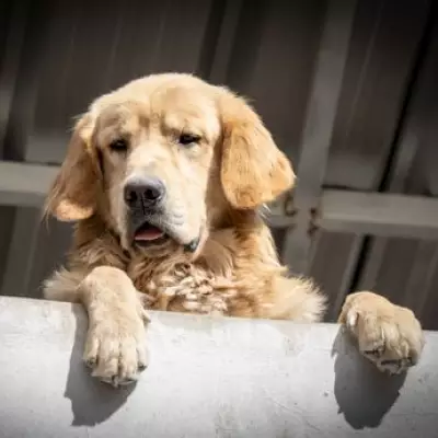 Golden Retriever's Protective Stomp During Baby Nappy Change Goes Viral