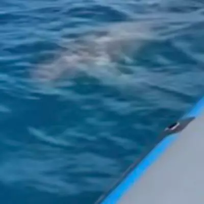 Great White Shark Spotted Near Majorca's Bay of Palma, Marine Biologist Confirms