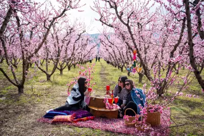 Greece's Peach Blossom Spectacle Draws Thousands of European Visitors Each Spring