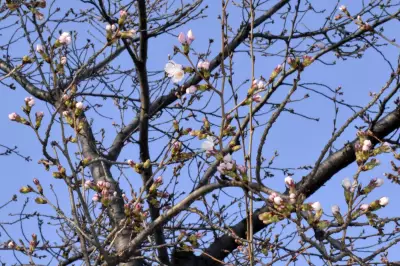 Japan's Cherry Blossom Season Kicks Off with Early Blooms in Three Cities