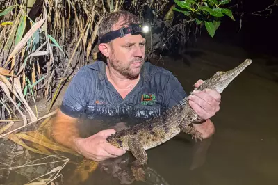 Juvenile Crocodile Captured in Australian Creek Far From Tropical Habitat