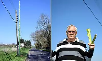 Kent Locals Baffled by Bright Green 'Celery Stick' Telegraph Poles