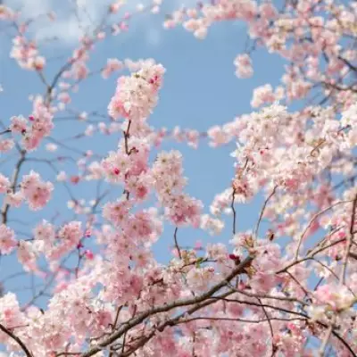 London's Cherry Blossom Haven Offers a Taste of Japan in the UK
