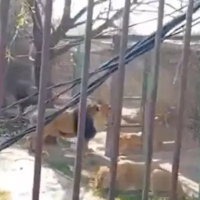 Man Mauled by Lions After Releasing Them from Enclosures at Mexican Reserve