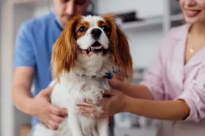 Man Uses AI to Develop Life-Saving Vaccine for His Dying Dog