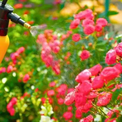 Milk Spray Prevents Black Spot Disease on Roses in Spring