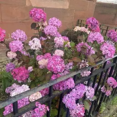 Monty Don and Alan Titchmarsh Reveal March Hydrangea Secret for Bigger Blooms