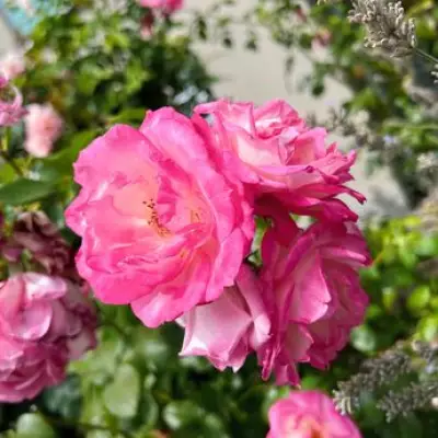 Monty Don's Essential March Pruning Guide for Roses and Five Key Plants