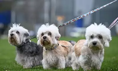 Morning Poll Reveals Pet Inheritance Plans Divide Britons