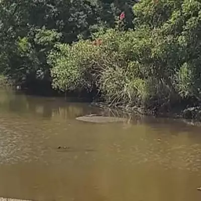 Mum's Crocodile 'Log' Mistake Leads to Family's Narrow Escape in Australia