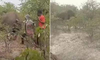 Namibian Woman Trampled to Death After Provoking Wounded Elephant