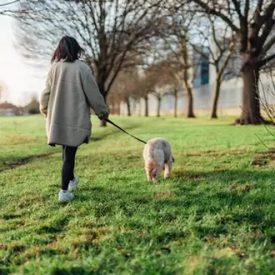 New Dog Walking Law Enacted: Police Can Seize Pets on Suspicion of Livestock Worrying