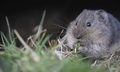 Orkney Stoat Eradication Sparks Dramatic Recovery of Native Voles and Rare Birds