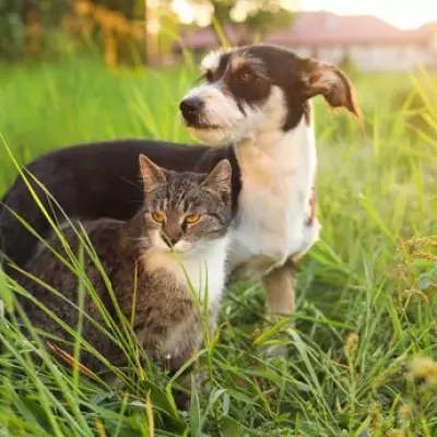 Pet Owners Warned: Popular Spring Flowers Pose Toxic Threat to Dogs and Cats