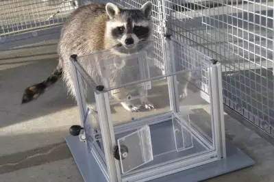Raccoons Solve Puzzles for Fun, Not Just Food, Reveals New Study