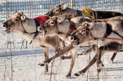 Salla Porocup Reindeer Sprint Racing Event Captivates Finland