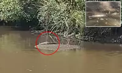 Shocked Bunnings Shopper Spots Crocodile Far From Natural Habitat
