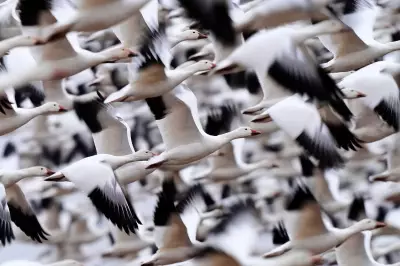 Snow Geese Spectacle: Thousands Migrate in Pennsylvania's Sunrise Display