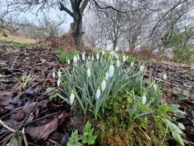 Snowdrops in Snowdonia: A Family's Enduring Connection to Nature