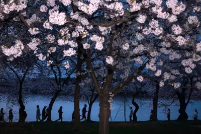 Spring's Global Floral Spectacle: From Tokyo's Cherry Blossoms to Mexico's Jacarandas