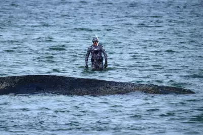 Stranded Baltic Whale Swims Free After Rescue Dig, But Long Journey Remains