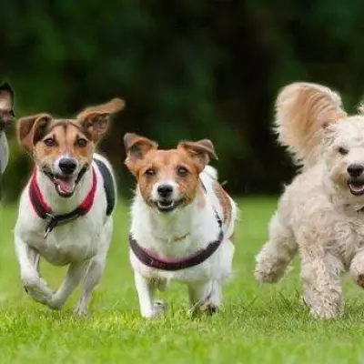 Study Reveals Dog Breeds with Shortest Lifespans, One Breed Averages Just 5.4 Years