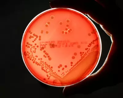 Superbug Drug Pipeline 'Worryingly Thin' as Deaths Set to Double by 2050