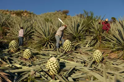 The Artisanal Craft of Mezcal: A Journey Through Mexico's Traditional Spirit