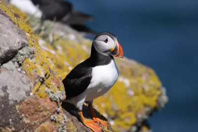 Thousands of Dead Puffins Wash Up on European Beaches Due to Climate Change