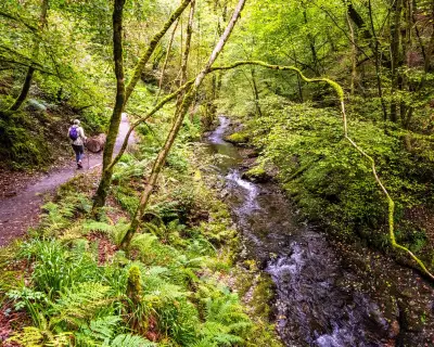Three-Quarters of England's Woodlands Off-Limits to Public, Study Reveals
