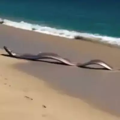 Two 'Doomsday Fish' Wash Ashore in Mexico, Sparking Global Concern