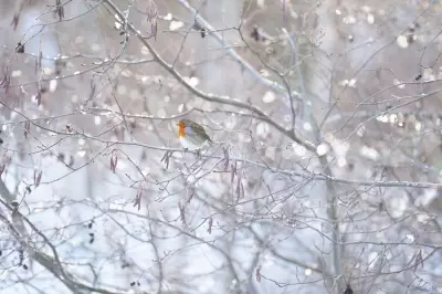 UK Braces for Frost and Ice as Temperatures Plummet to -5C