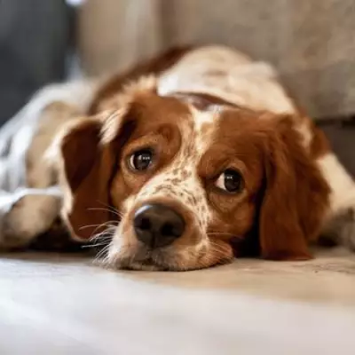 Vape Liquid Poses Deadly Poisoning Risk to Household Pets, Experts Warn