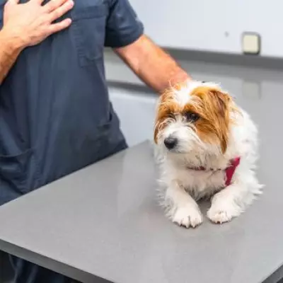 Vet Reveals One Small Change in Your Pet's Breath Could Signal End of Life