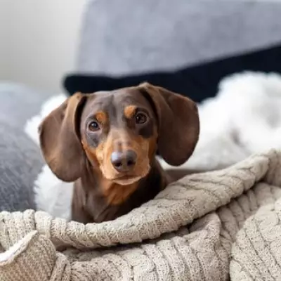 Vet Reveals Seven Dog Breeds He Would Never Recommend to First-Time Owners