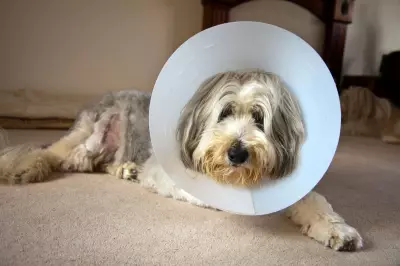 Vets Forced to Publish Price Lists and Cap Prescription Fees by Law