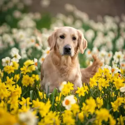 Vet's Spring Alert: Common Garden Flowers Pose Deadly Risk to Dogs