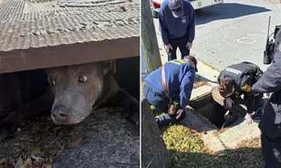 Virginia Pitbull Rescued from Storm Drain After Barking for Help