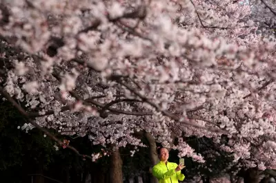 Washington DC Cherry Blossoms Reach Fleeting Peak Bloom Amid Festival