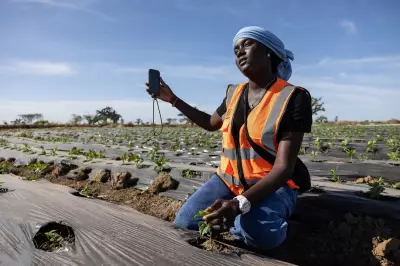 West African Farmers Embrace TikTok to Revolutionise Agriculture and Boost Incomes