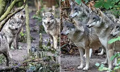 Wildwood Trust Director Questions Wolf Captivity After Pack Euthanisation