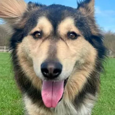 Wolfie the Husky Cross Awaits Forever Home After Three Years in Rescue